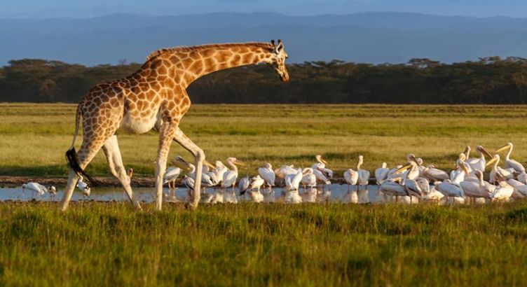 Elegant Güney Afrika Türk Hava Yolları İle 7 Gece